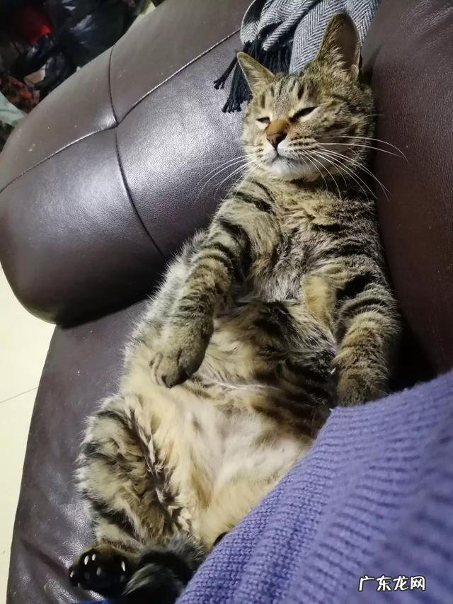 到底要不要养猫 有养猫的人士吗