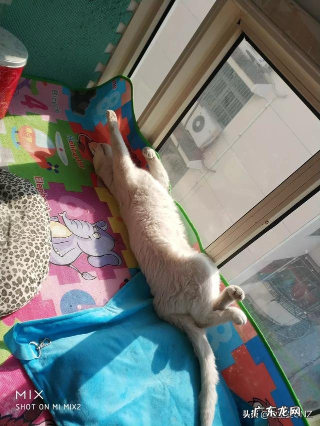 到底要不要养猫 有养猫的人士吗