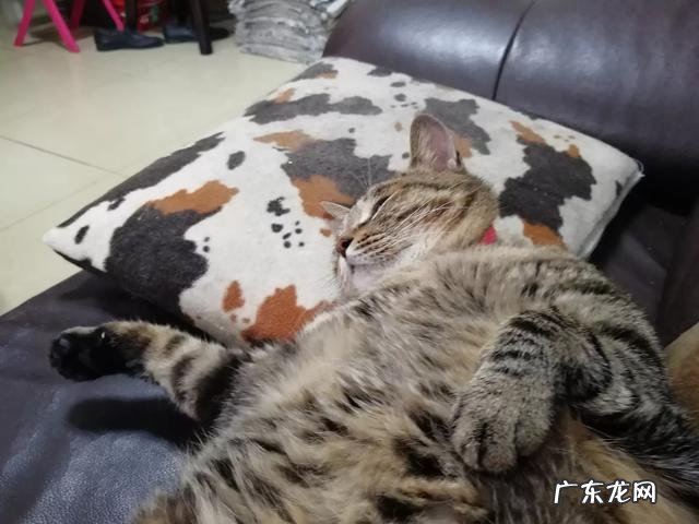 到底要不要养猫 有养猫的人士吗