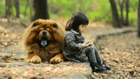 小型松狮犬 养一只松狮犬怎么样