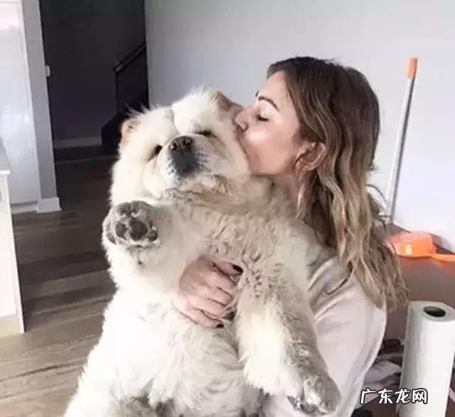 小型松狮犬 养一只松狮犬怎么样