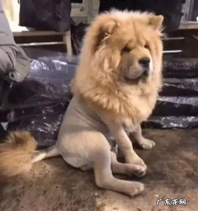 小型松狮犬 养一只松狮犬怎么样