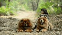 小型松狮犬 养一只松狮犬怎么样