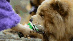 小型松狮犬 养一只松狮犬怎么样