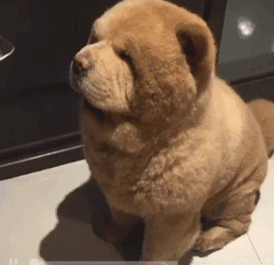 小型松狮犬 养一只松狮犬怎么样