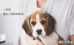 和狗狗感情深厚的句子 狗狗如果想念一个人，会做什么样的事情