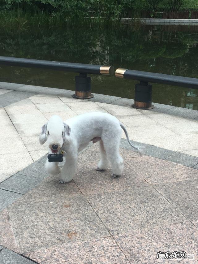 贝灵顿梗多少钱一只 为什么现在贝灵顿这种狗没人买呢