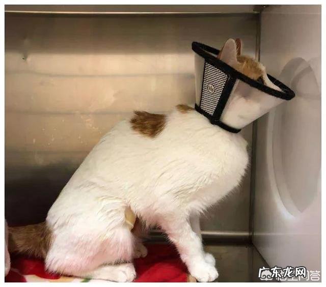 母猫最好不要做绝育手术 母猫多大绝育比较好