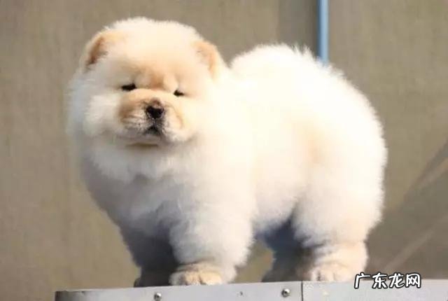 纯种松狮犬 养一只松狮犬怎么样