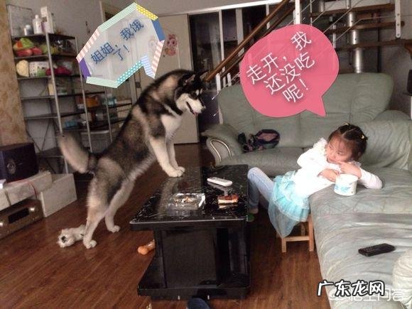 怎么让狗认为自己是第一主人 你家狗做过什么让你觉得它异于常狗