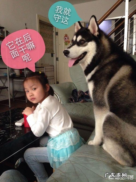 怎么让狗认为自己是第一主人 你家狗做过什么让你觉得它异于常狗