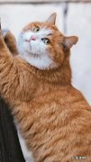 故宫为什么受欢迎 故宫里有很多猫猫，其中帕帕为什么这么受欢迎