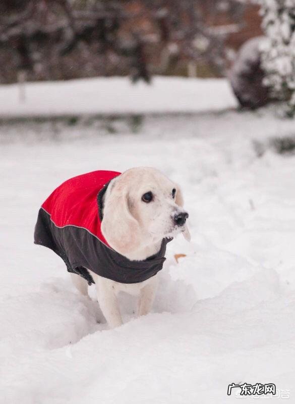 养一只比格犬是一种怎样的体验