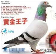 翻嗉信鸽做种特别好用 鸽子胸前翻毛是怎么回事