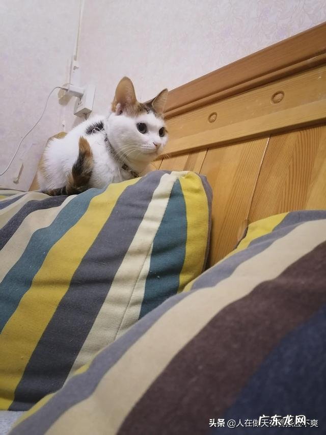 宠物可以和人一块睡吗