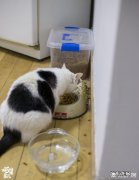 捡了一只流浪猫，特别乖是怎么回事