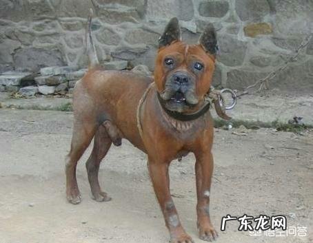 咬伤主人的狗真的要打死吗