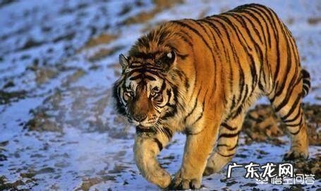 犬类战斗力排名前20名 战斗力最强的家犬,需要多少只可以打败东北虎
