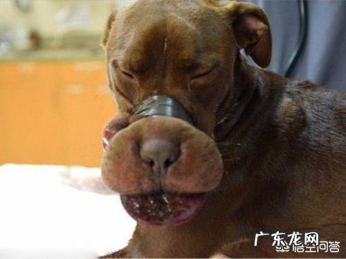 两人同养狗认谁主人 如果主人虐待狗狗,狗狗还会和主人亲吗
