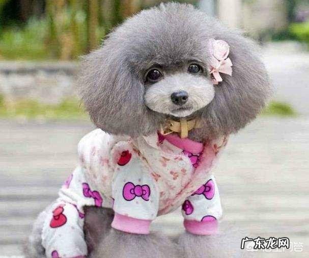 柴犬和比熊哪个智商高 泰迪犬的智商有多高