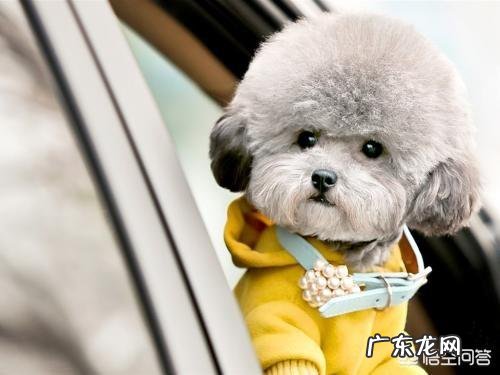 柴犬和比熊哪个智商高 泰迪犬的智商有多高