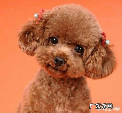 柴犬和比熊哪个智商高 泰迪犬的智商有多高