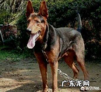 莱州红犬容易咬人吗 我国的莱州红犬还多吗