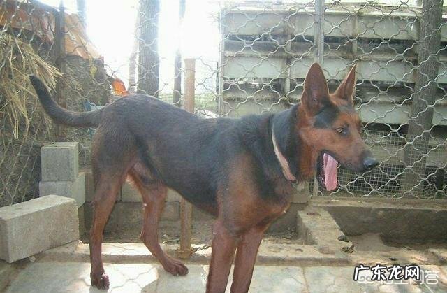 莱州红犬容易咬人吗 我国的莱州红犬还多吗