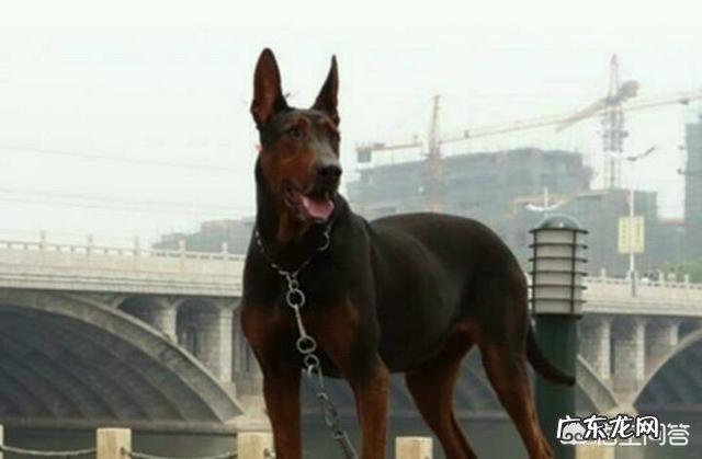 莱州红犬容易咬人吗 我国的莱州红犬还多吗