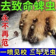 家里有狗虱子怎么彻底清除？学会这几招,轻松解决!