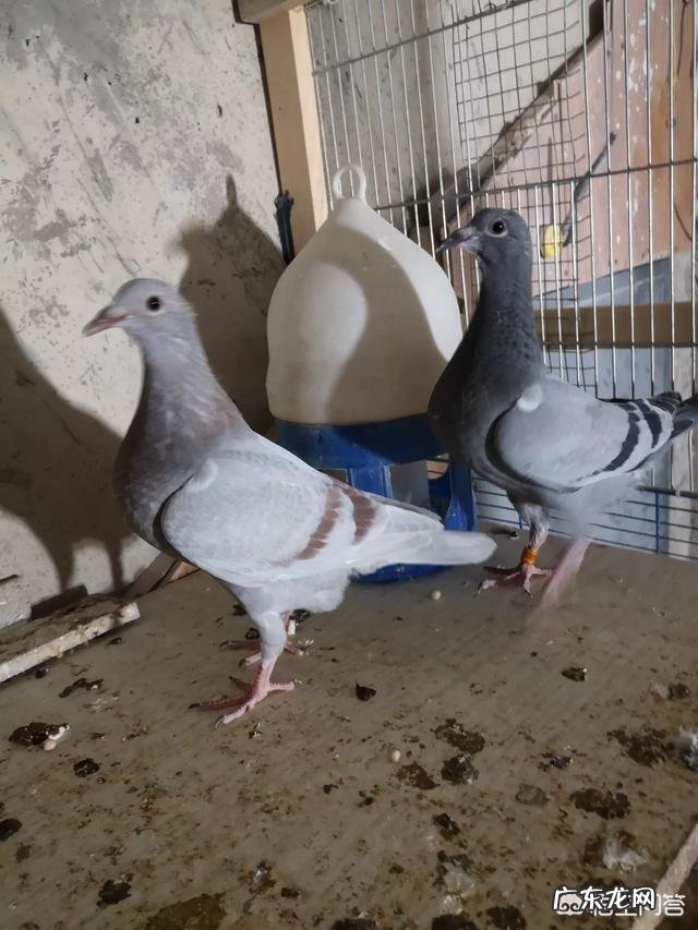 养鸽大全 养鸽少而精