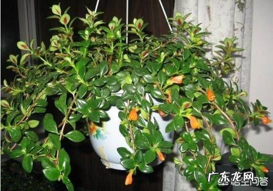 金鱼吊兰几种颜色 金鱼吊兰颜色越深越好吗