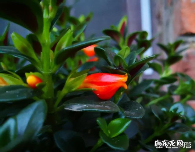 金鱼吊兰几种颜色 金鱼吊兰颜色越深越好吗