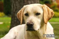 拉布拉多犬和金毛哪个好 金毛犬和拉不拉多有什么不一样