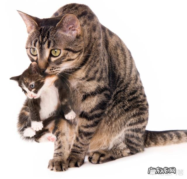 掐脖子 为什么猫被掐住后脖颈，就会一动不动