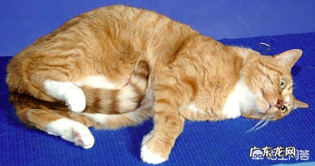 掐脖子 为什么猫被掐住后脖颈，就会一动不动