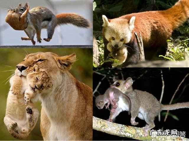 掐脖子 为什么猫被掐住后脖颈，就会一动不动