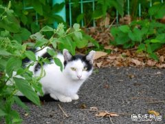 流浪猫怕人 流浪猫都是如何生存下来的
