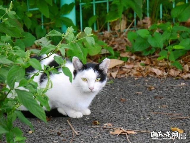 流浪猫怕人 流浪猫都是如何生存下来的
