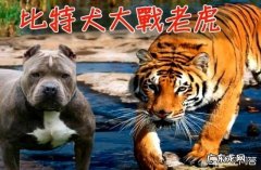 东北虎秒杀比特犬视频 一只东北虎能否打赢三只比特犬