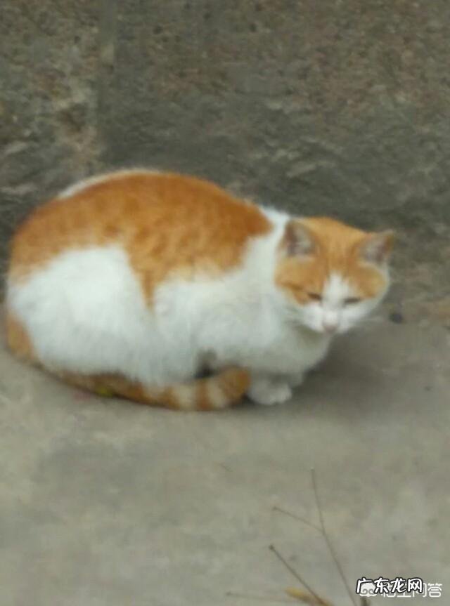 造成经济损失应承担什么责任 经常喂的流浪猫对别人造成了经济损失,投食的人需要负责吗