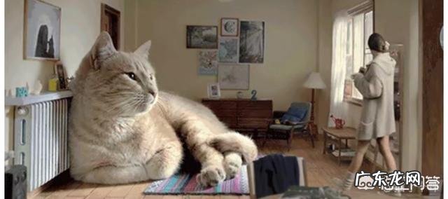 猫是不是真的会吃主人 如果主人突然变小,猫会不会把主人吃掉或者玩弄一番呢
