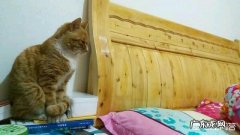 猫咪为什么守床边睡觉 为什么猫咪在我睡觉的时候总盯着我