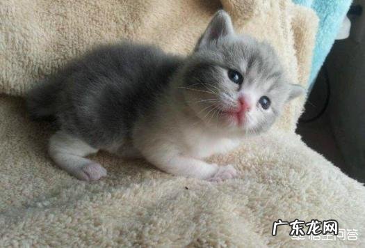 英短猫的优缺点 请问这是什么猫。卖家说是英短~