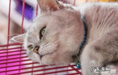 英短猫的优缺点 请问这是什么猫。卖家说是英短～