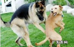 狗一直闻地上是怎么了 狗狗一见面，为什么会先“闻屁股”