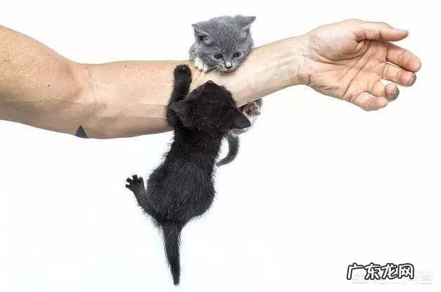 猫打狂犬疫苗多少钱 被猫抓了,需要打狂犬疫苗吗