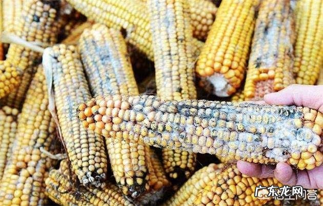 怎么让别人吃狗粮 为什么不能长期让狗狗只吃狗粮呢