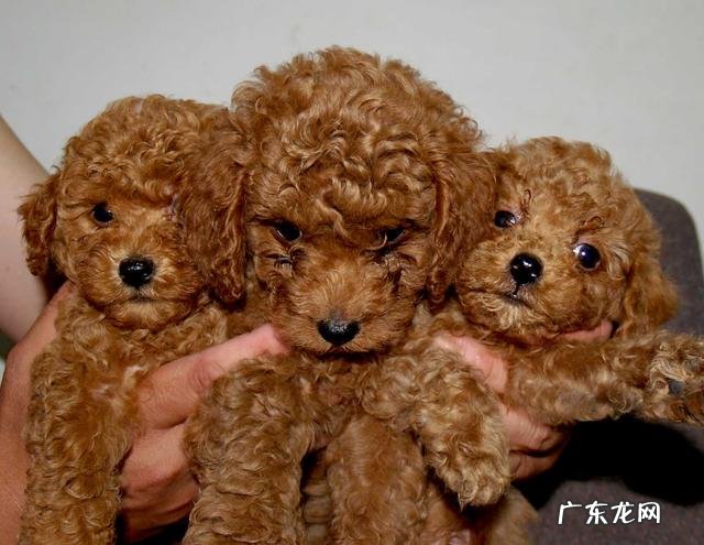 泰迪犬 喂养泰迪犬有哪些错误不能犯呢