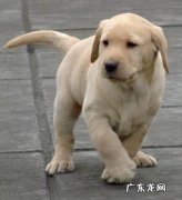 养拉布拉多的禁忌 第一次养了拉布拉多要准备什么